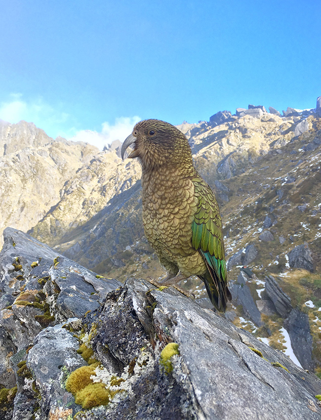 New Zealand Hunting Safaris - kea photo